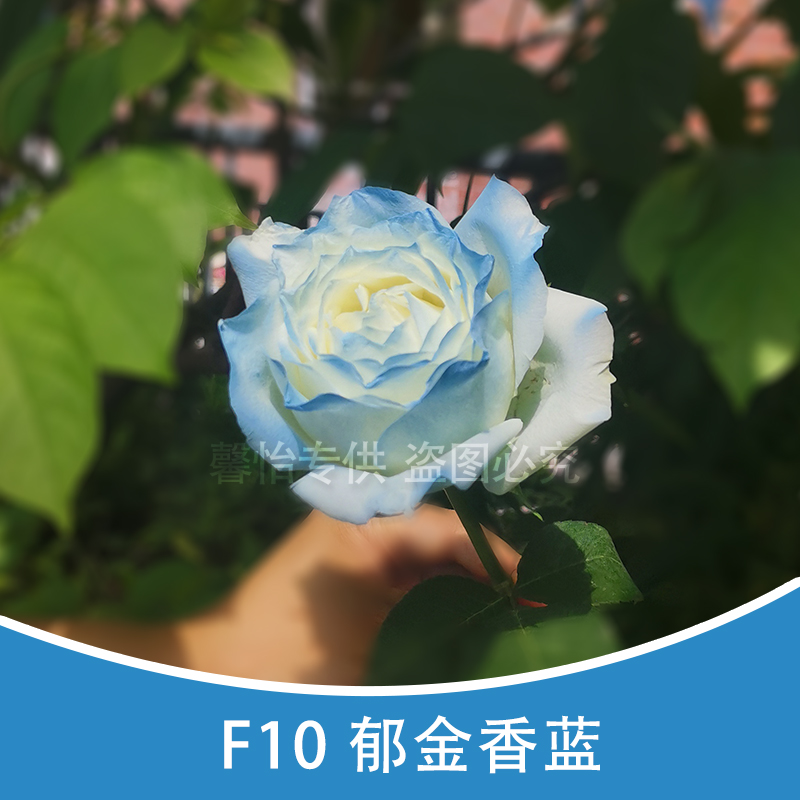 F10-郁金香蓝